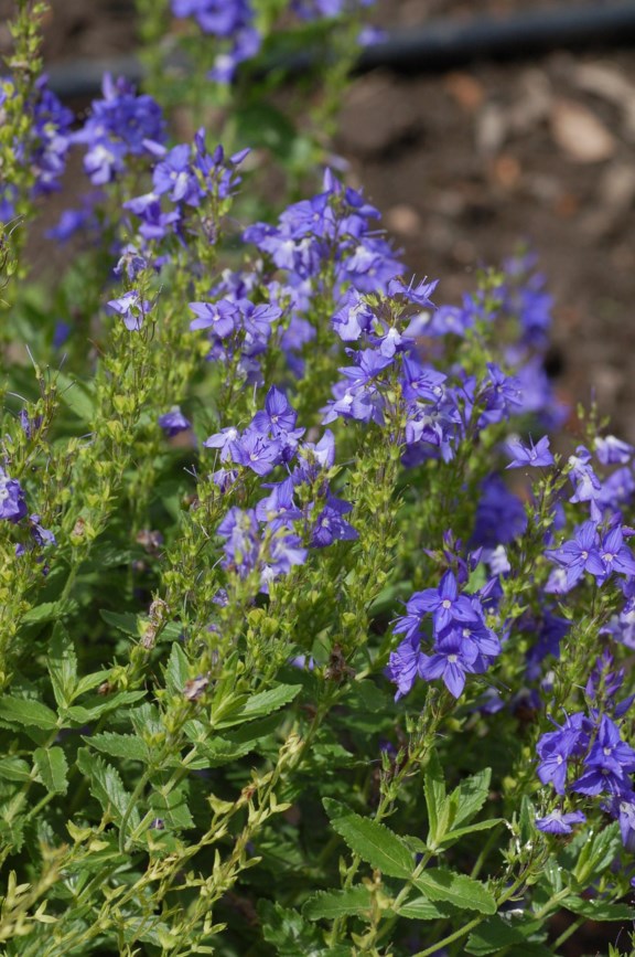 Veronica austriaca subsp. teucrium - Vanlig prydveronika, Heavenly Blue Speedwell