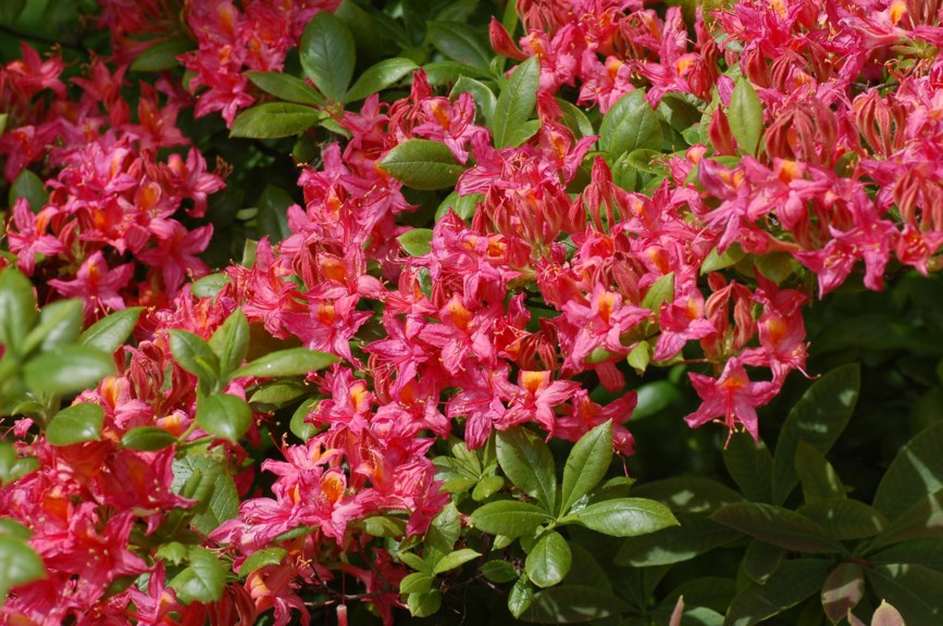 Rhododendron × intermedium