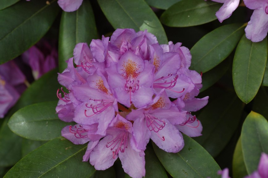 Rhododendron ponticum - Pontisk alperose