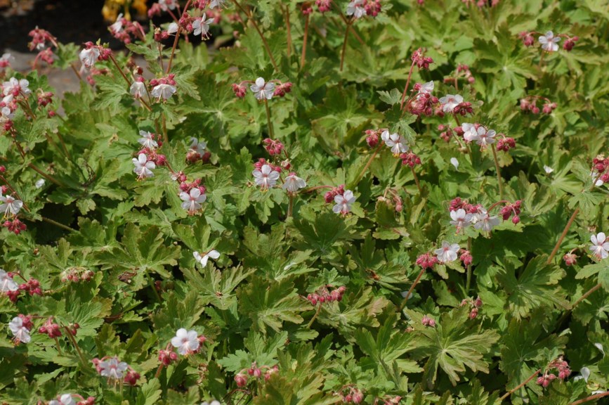 Geranium macrorrhizum 'Spessart' - Rosestorkenebb, Crane's bill