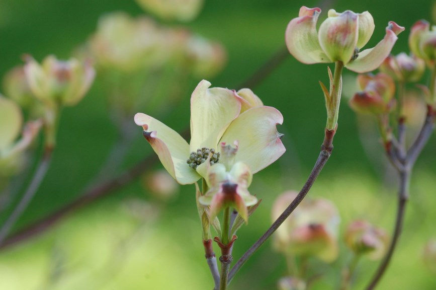 Cornus florida - Blomsterkornell, Eastern Flowering Dogwood