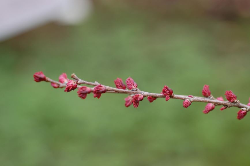 Cercidiphyllum japonicum - Hjertetre, Katsuratre, Katsura Tree
