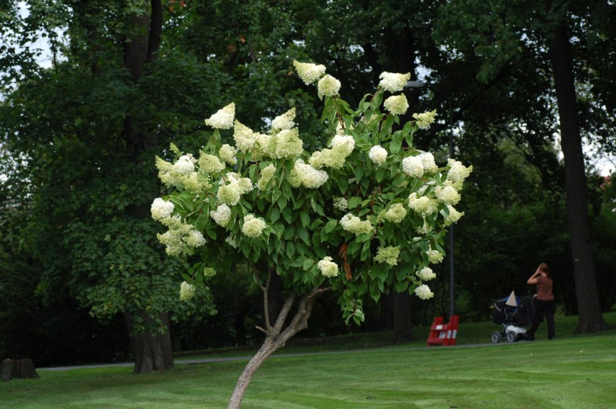 Hydrangea paniculata - Syrinhortensia, Pee Gee Hydrangea
