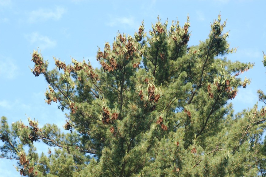 Pinus strobus - Weymouth-furu
