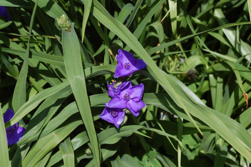 Tradescantia × andersoniana - Blomstervandrer