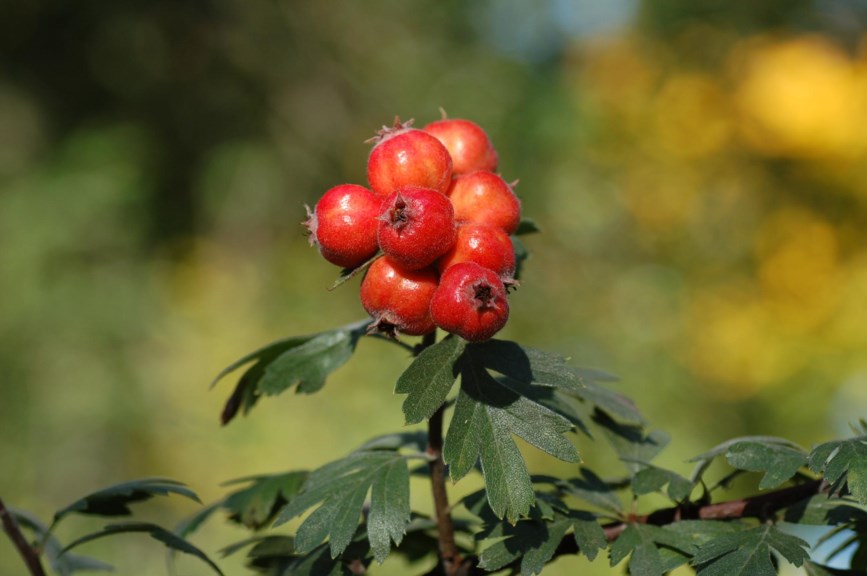 Crataegus orientalis