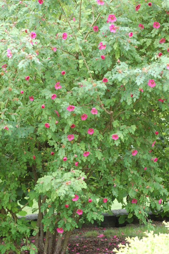 Rosa moyesii - Mandarinrose