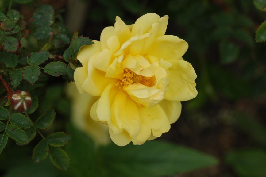Rosa pimpinellifolia - Trollnype | Botanical Garden - Natural History ...