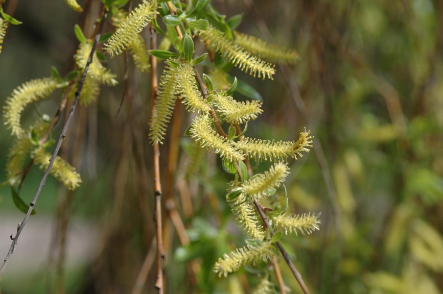 Salix alba var. vitellina - Gulllpil