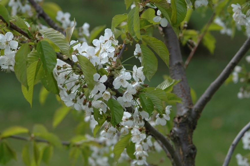 Prunus avium 'Lapins' - Kirsebær