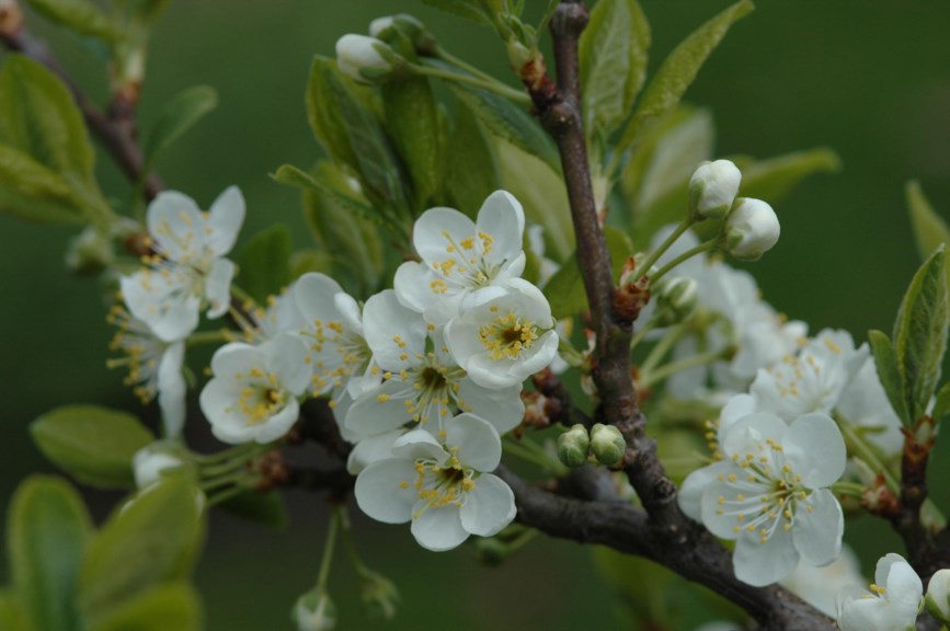 Prunus domestica 'Opal' - Plomme
