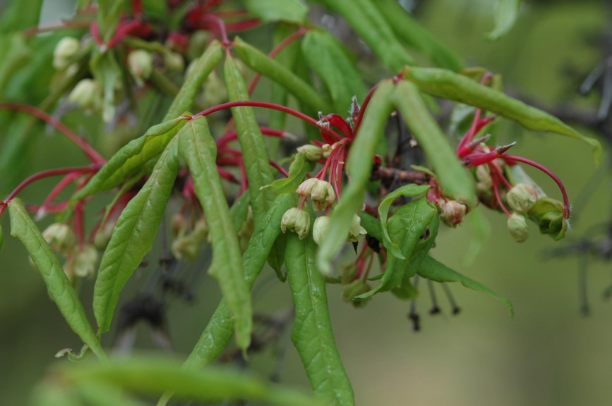 Acer mandschuricum - Mandshurian Maple