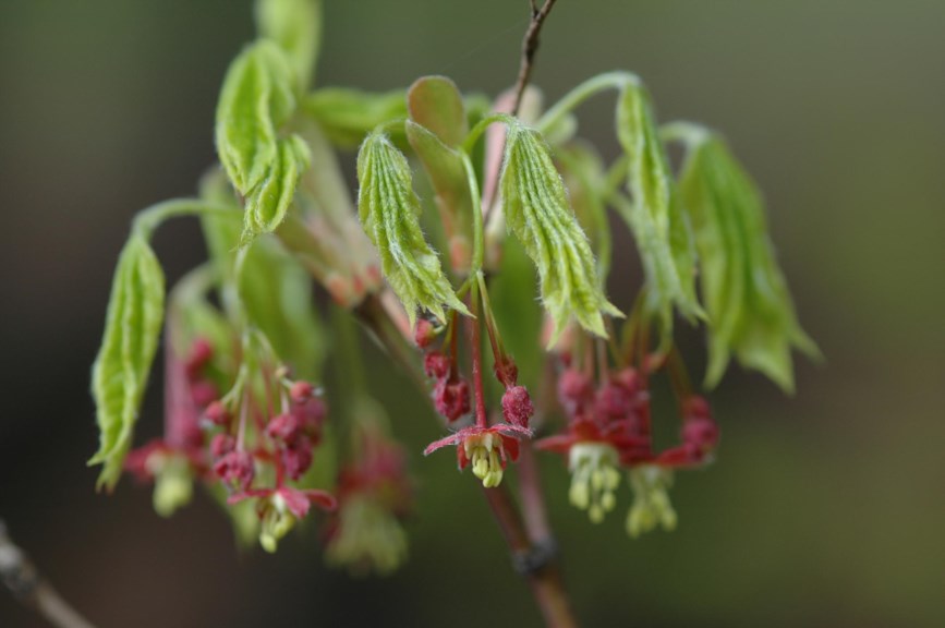 Acer circinatum - Vinlønn, Vine Maple