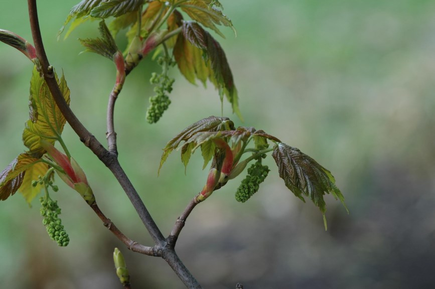 Acer pseudoplatanus 'Purpurascens' - Platanlønn 'Purpurascens'