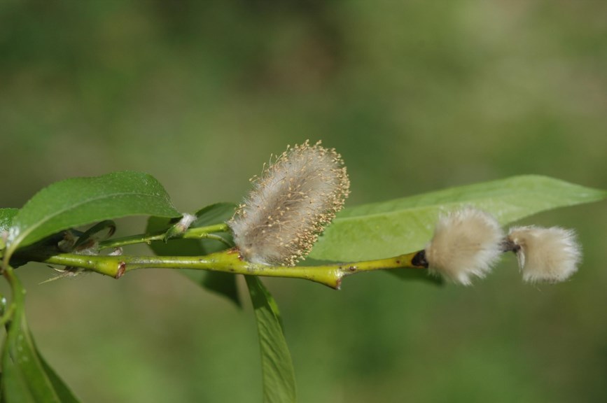 Salix daphnoides - Doggpil