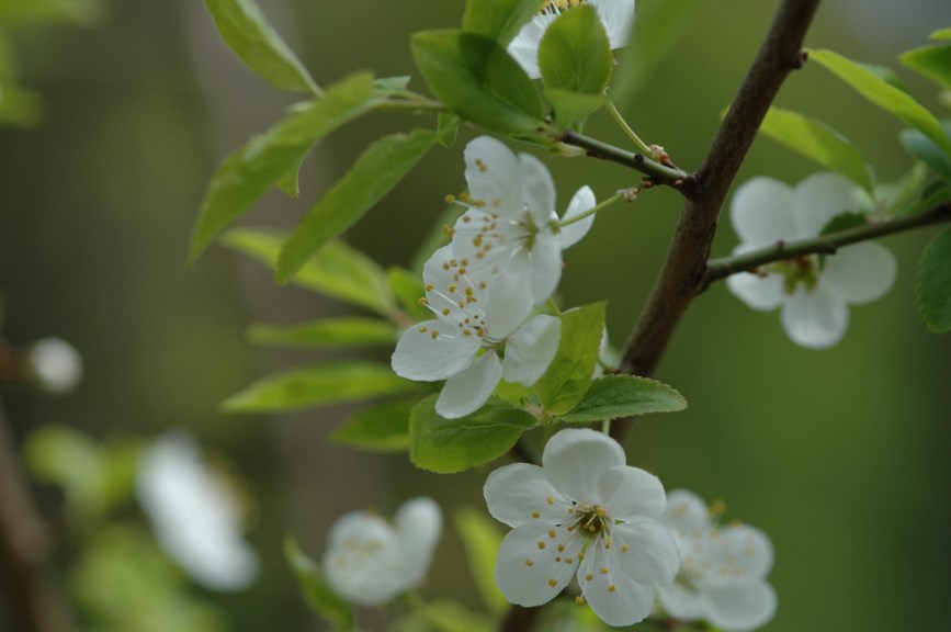 Prunus cerasifera - Kirsebærplomme