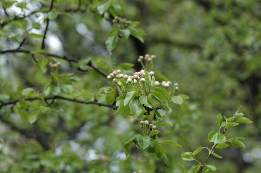 Pyrus × communis - Pære, Pear