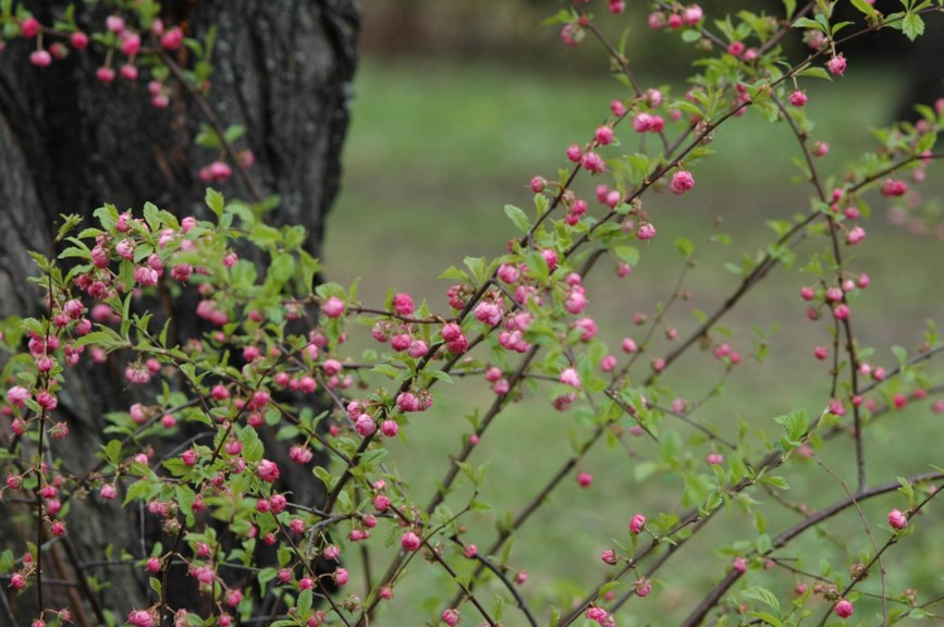 Prunus triloba - Rosemandel
