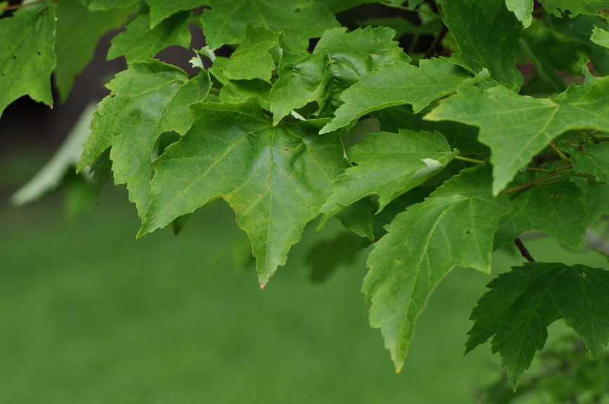 Acer saccharinum - Sølvlønn, Silver Maple