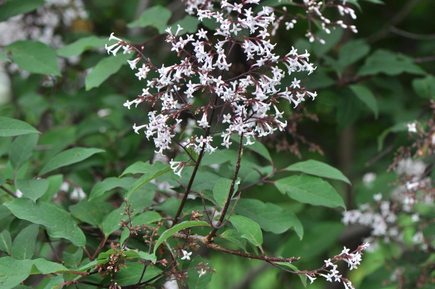 Syringa tomentella subsp. yunnanensis