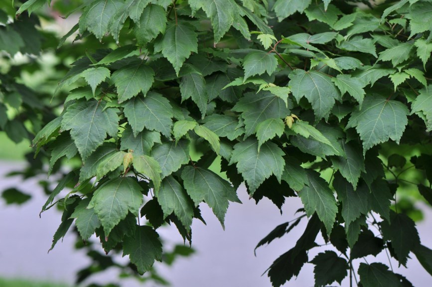 Acer tschonoskii subsp. koreanum
