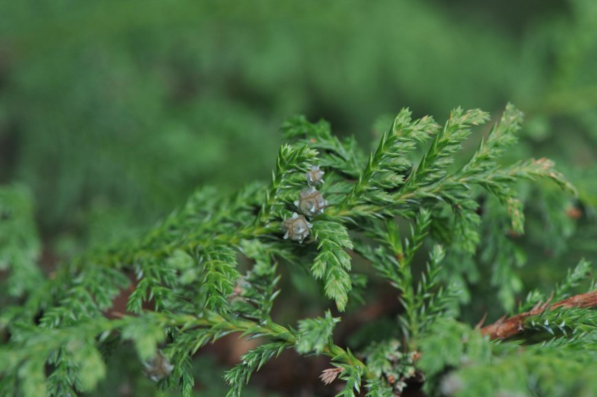 Chamaecyparis pisifera - Ertesypress, Sawara Cypress