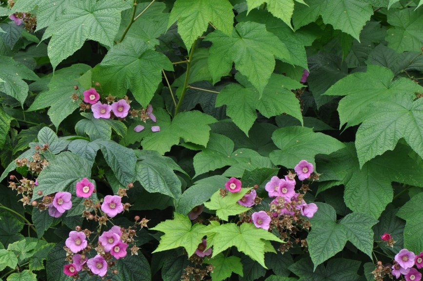 Rubus odoratus - Rosebær, Flowering Raspberry