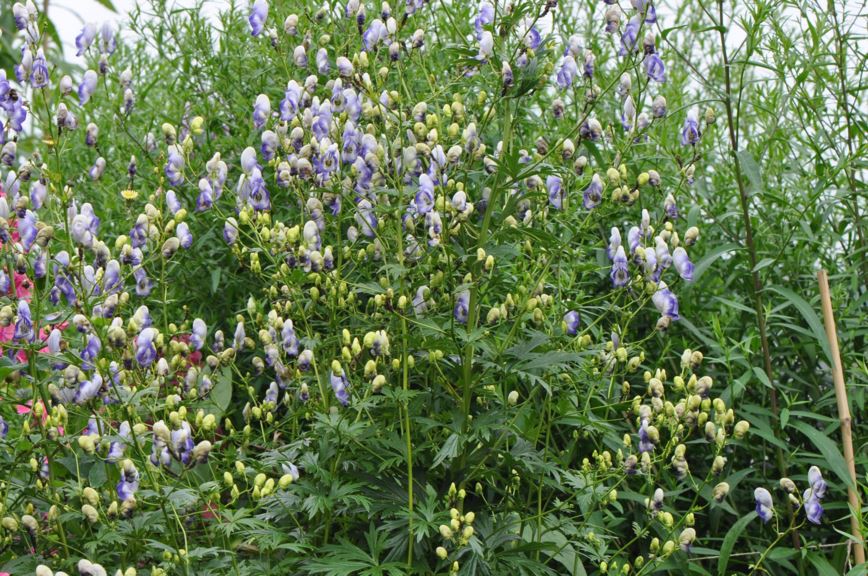 Aconitum × cammarum - Prakthjelm | Botanical Garden - Natural History ...