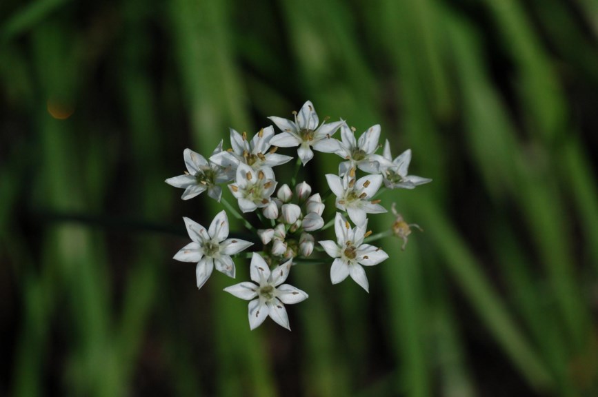 Allium tuberosum - Kinagressløk