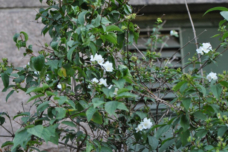 Philadelphus × cymosus 'Bouquet Blanc'