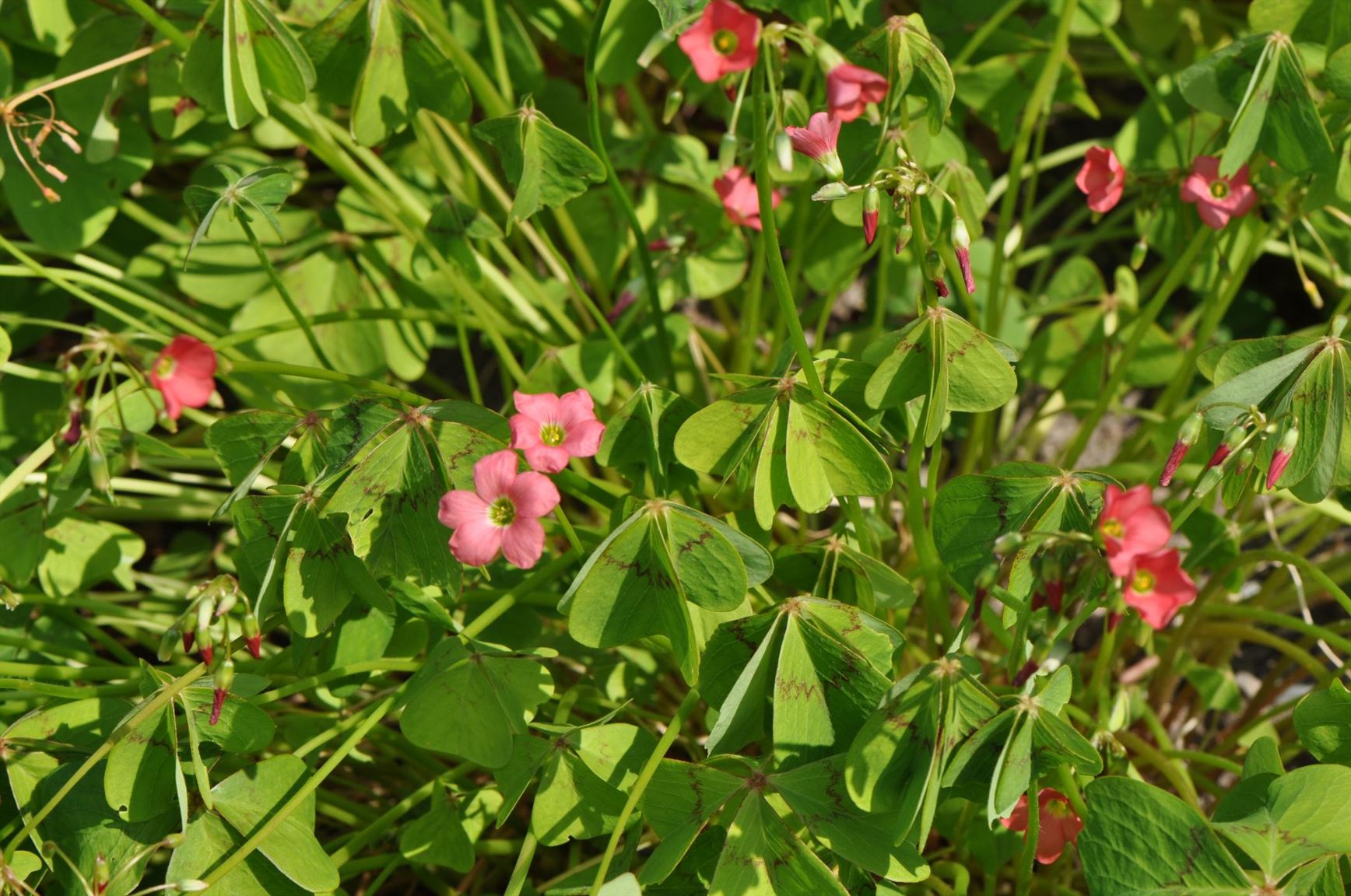 Oxalis tetraphylla - Good Luck Leaf