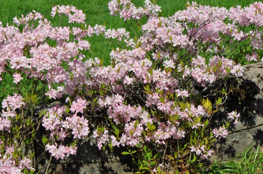 Rhododendron vaseyi - Roseasalea