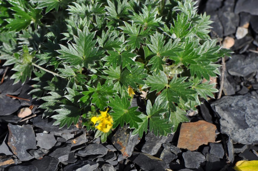 Potentilla uniflora - oneflower cinquefoil