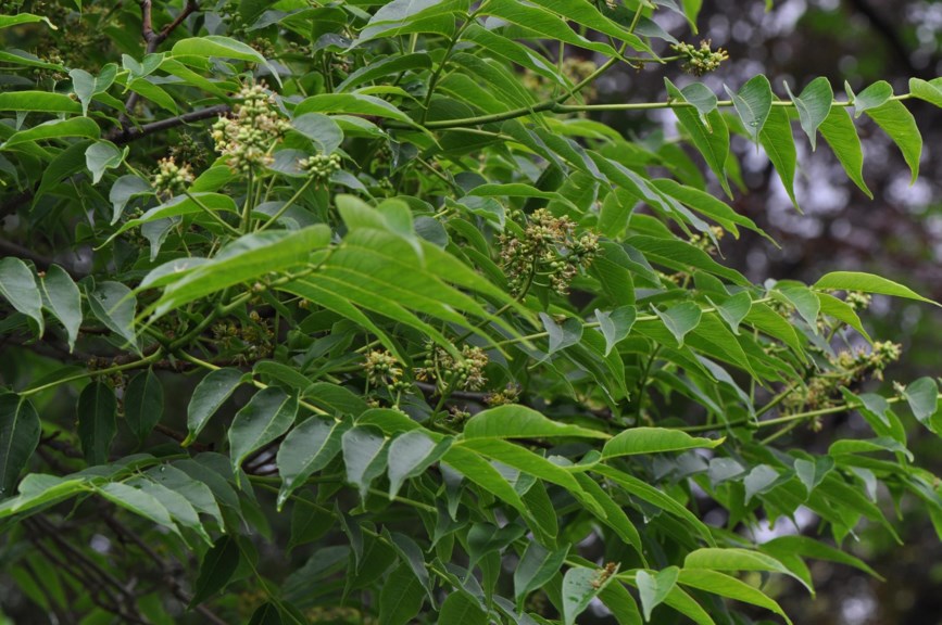Phellodendron amurense - Amurkorktre, Japankorktre, Sakhalinkorktre, Amur Cork Tree, Japanese Cork Tree