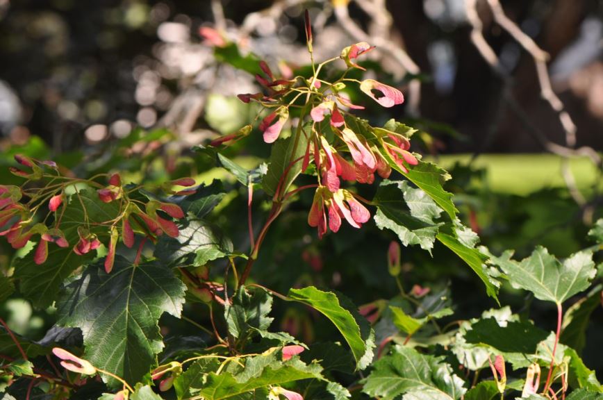 Acer tataricum subsp. ginnala - Sibirlønn, Amur Maple