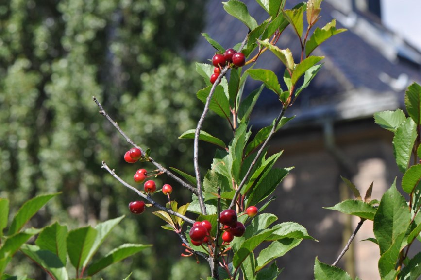 Prunus cerasus 'Fanal' - Surkirsebær