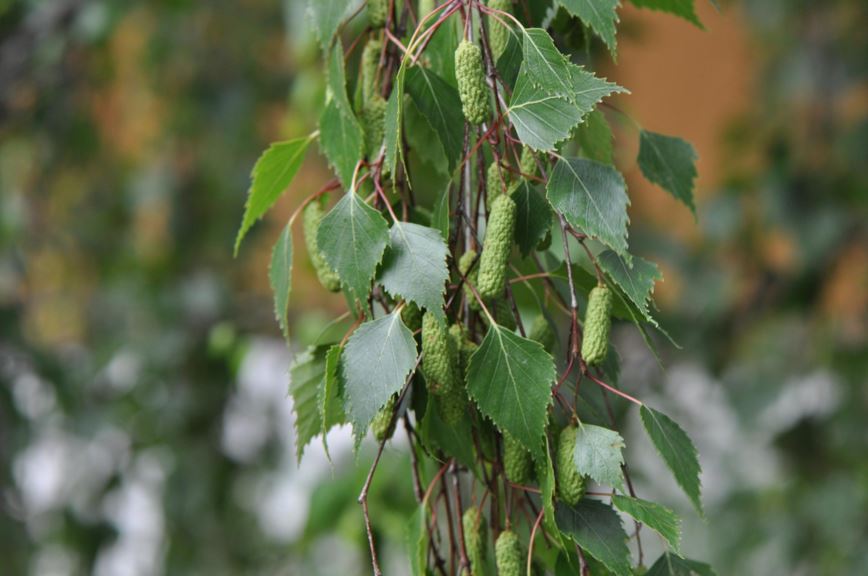 Betula pendula - Hengebjørk, Silver Birch