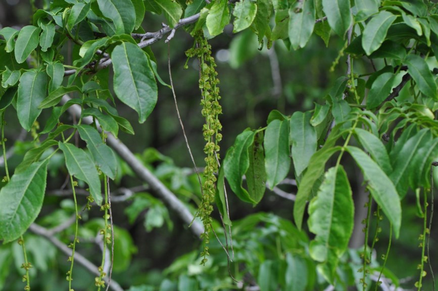 Pterocarya fraxinifolia - Storvingenøtt, Caucasian Wingnut