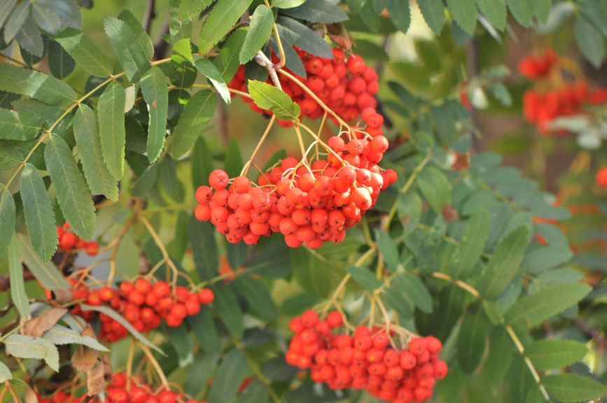 Sorbus aucuparia subsp. sibirica