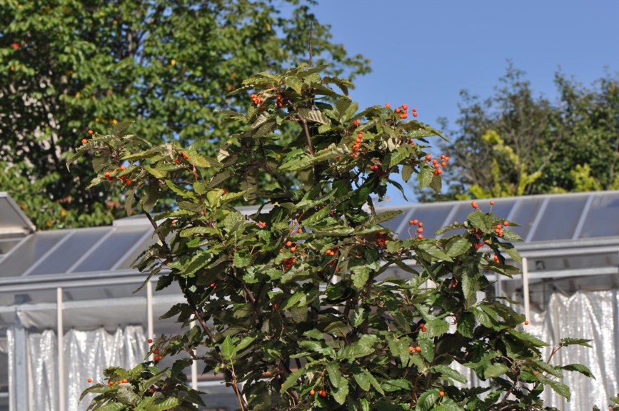 Sorbus × thuringiaca 'Fastigiata' E - Kuleasal E