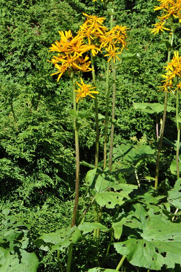 Ligularia × hessei 'Gregynog Gold' - Praktnøkketunge
