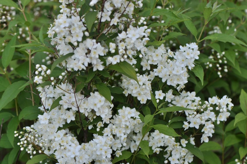 Deutzia × lemoinei - Snøstjernetopp