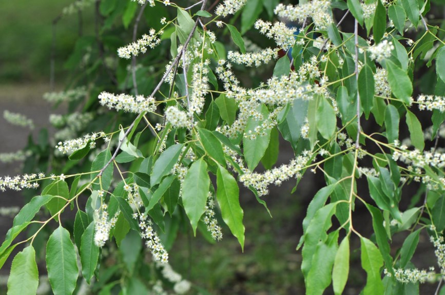 Prunus serotina - Romhegg
