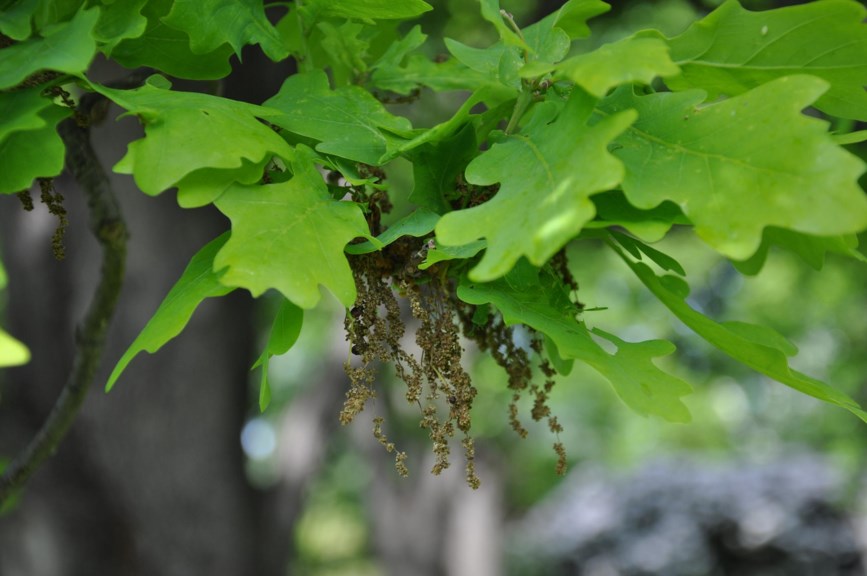 Quercus robur 'Fastigiata' - Pyramideeik
