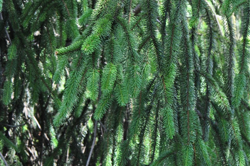 Picea abies 'Virgata' - Ormegran