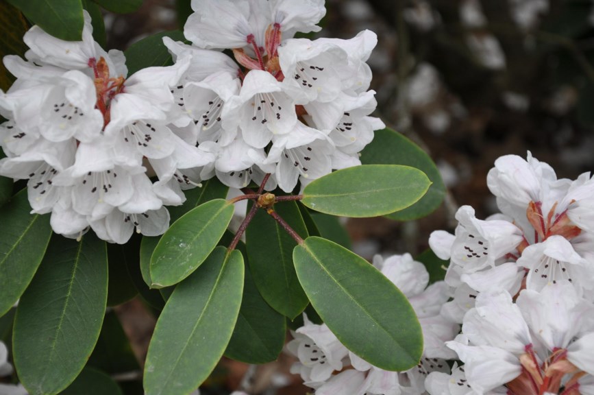 Rhododendron oreodoxa