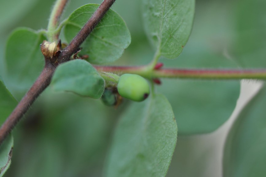 Lonicera caerulea - Blåleddved