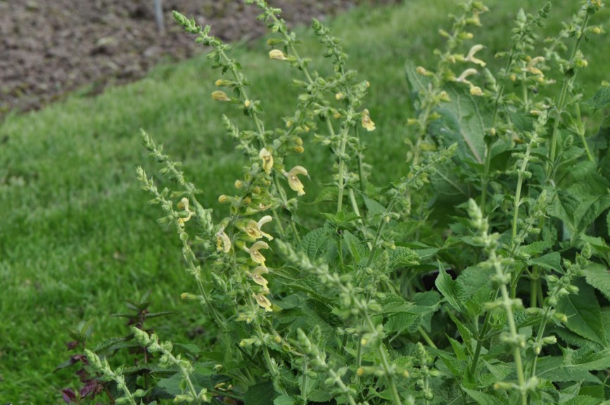 Salvia glutinosa - Sticky Clary