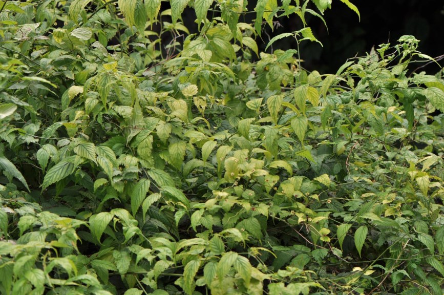 Kerria japonica - Soleiebusk