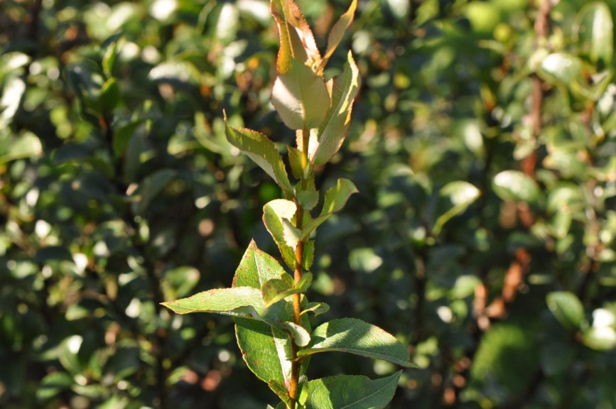 Salix hastata - Bleikvier